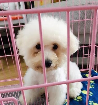 如何正确喂养两个月的比熊狗（掌握合理的狗粮喂养量）