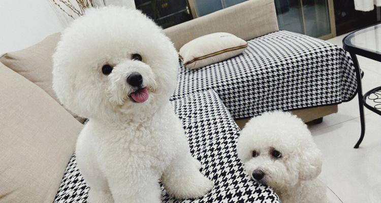 如何科学喂养两个月大的比熊犬（以宠物为主）