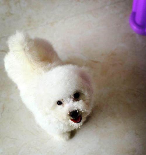 从两个月的比熊犬到每天的饮食摄入量（探索比熊犬膳食需求和日常饮食规律）