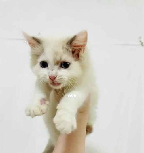 如何饲养两个月大小猫（以宠物为主）