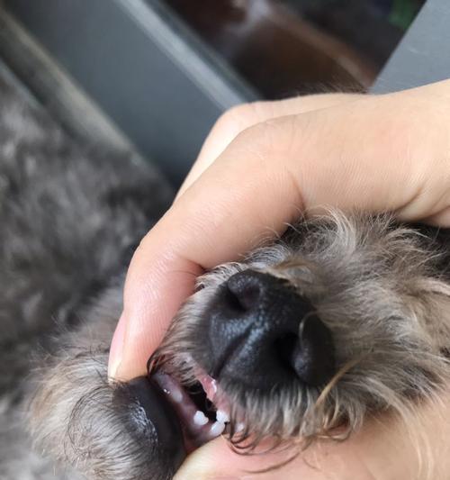 如何训练两个月大的狗不咬东西（宠物爱咬东西怎么办）