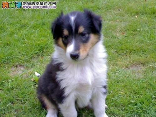 两个月大的宠物狗疯狂成长记（探寻小狗狂躁背后的原因与解决方案）