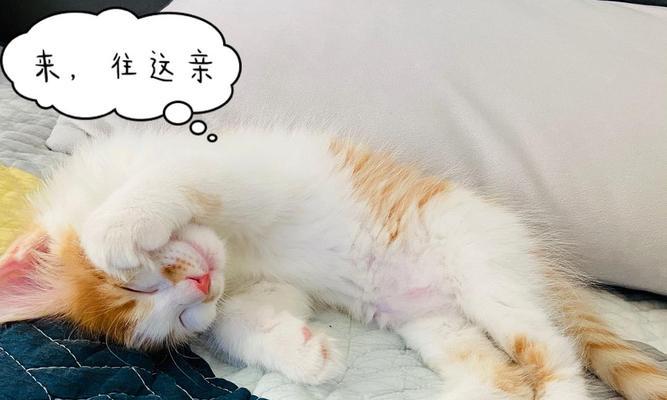 如何喂养两个月大的猫咪（从哺乳期到断奶期）