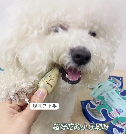 两个月大的小狗能否吃磨牙棒（宠物饲主必读）