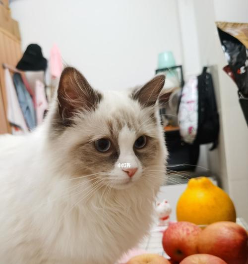 两个月小猫的饮食（从宠物角度看如何喂养小猫）