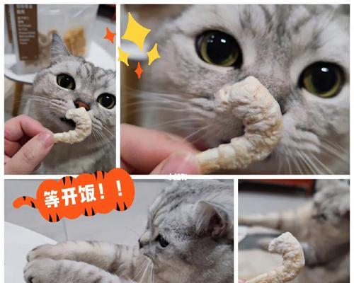 如何正确喂养两个月大的小猫（以零食为主的饮食需要注意哪些问题）