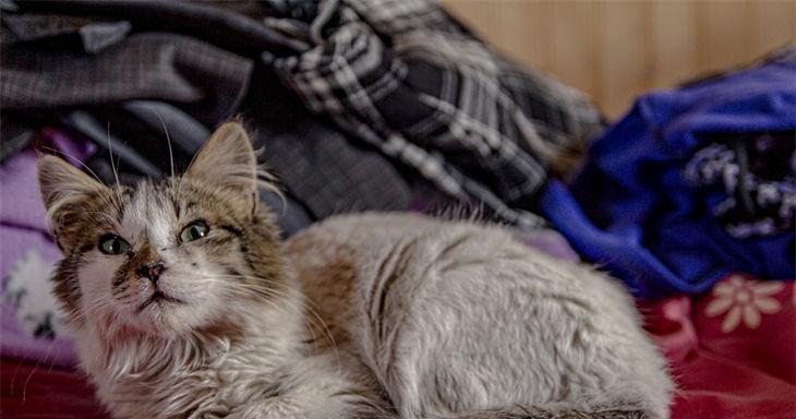 小猫吐出现问题（宠物猫生病吐的原因分析及治疗方法）