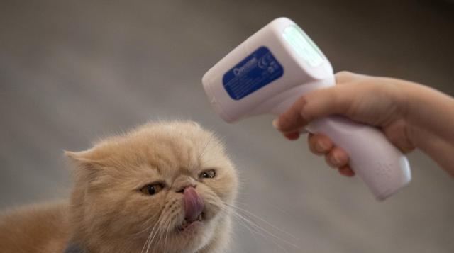 猫的体温究竟是多少（探寻猫咪身体健康的关键）