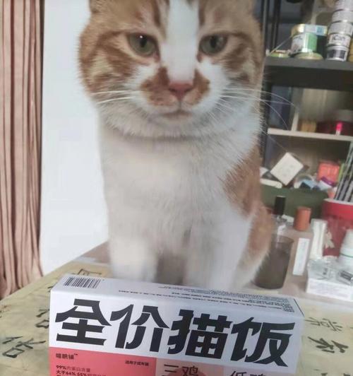 初养猫咪两月饮食指南（探寻猫咪喜爱的食物及养生要点）