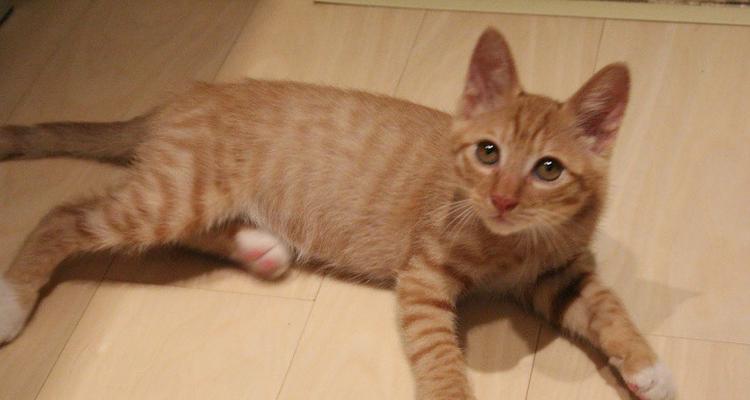 两个月的猫咪是否可以食用蛋黄（探究猫咪对蛋黄的消化吸收能力）
