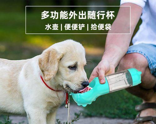 如何让你的小狗养成良好的饮水习惯（两个月小狗想喝水怎么办）