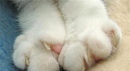 如何解决宠物两个月小猫大便干燥问题（宠物主人必看的小猫健康养成指南）