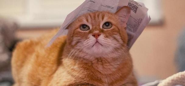 探究宠物猫两个月的记忆力（小猫大智慧）