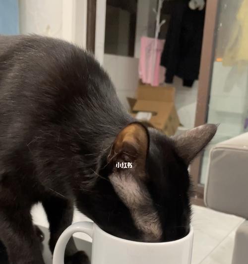 宠物饮水习惯培养（两个月小猫的水量需求与喝水技巧）