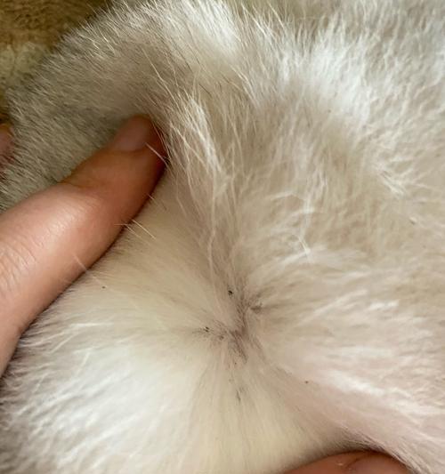 如何为两个月大的小猫清除跳蚤（以宠物为主的跳蚤预防指南）