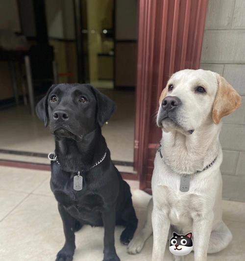 拉布拉多犬的体型大小究竟有多大（以两斤的拉布拉多为例）