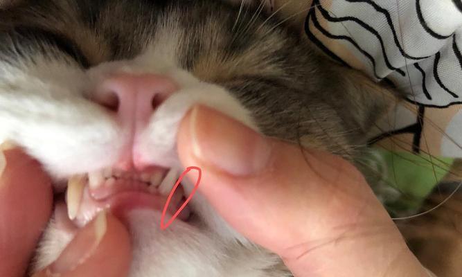 猫狗犬齿掉了还能长出来吗（宠物的犬齿掉落原因及生长周期分析）