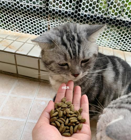 解决猫咪不良食欲的实用技巧（让你的宠物重新爱上美食）