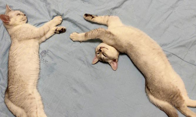 两只母猫为何争夺小猫（揭秘宠物世界的奇闻异事）