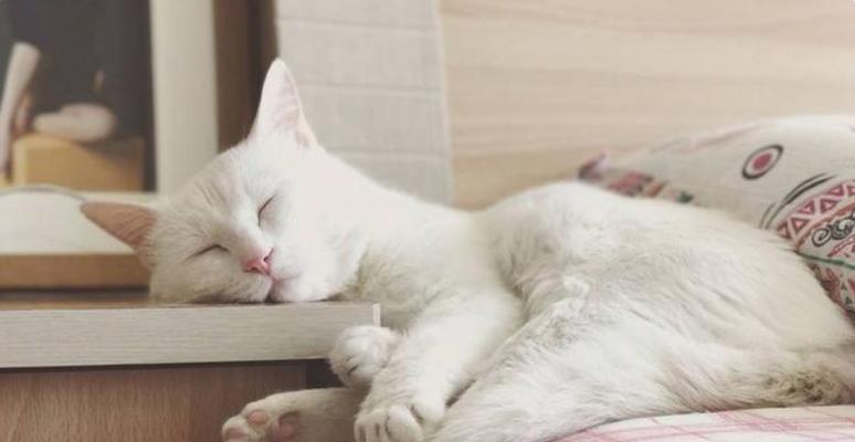 如何正确喂养两周大的猫咪（宠物猫咪的成长需要正确的喂养方式）