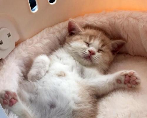 两周小猫的奶喝养成计划（为宠物猫提供健康饮食）
