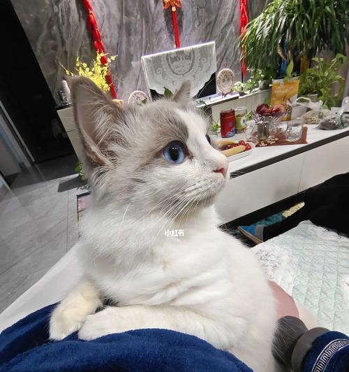 流浪猫与布偶的和谐生活（探寻流浪猫和纯种猫混养的可能性）