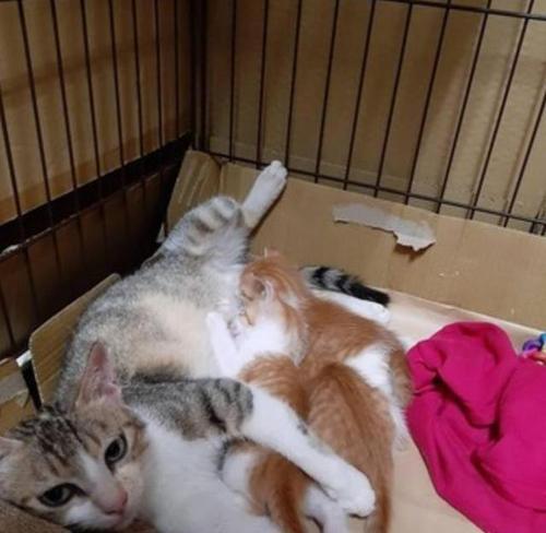 流浪猫走进家门的故事（一只流浪猫生了小猫）
