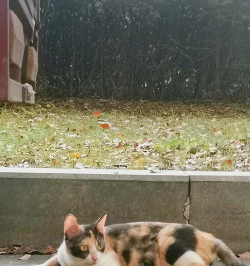 流浪猫生小猫是不是野猫（揭开流浪猫生育的真相）