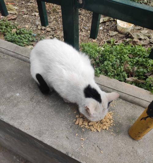 流浪小猫多久离开母猫（了解小猫的成长周期）
