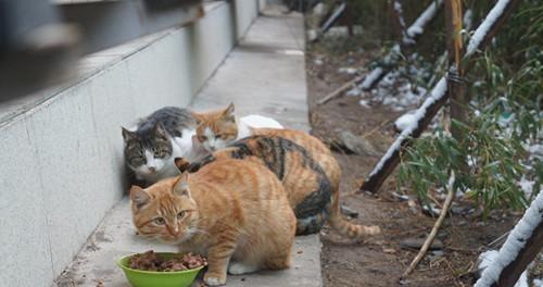 流浪小猫的不断叫声（如何帮助流浪小猫）