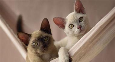 探秘流行猫咪品种的魅力（了解这些可爱的小家伙们）