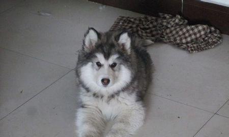 探秘阿拉斯加幼犬的生活（从宠物的角度了解六个月大的阿拉斯加犬）