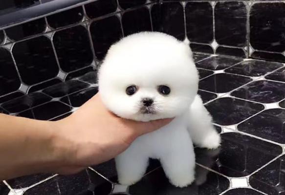 博美狗粮六个月后是否需要泡（为宠物考虑的选择）