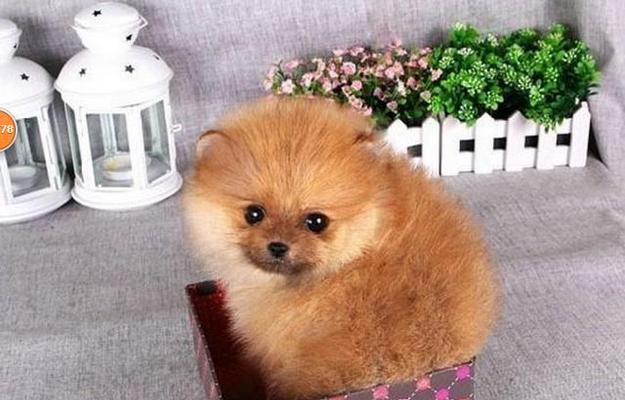 六个月的博美可以吃什么犬粮（以宠物为主）