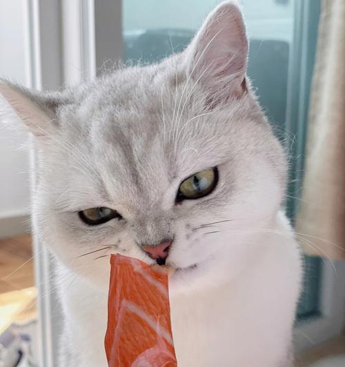 猫咪喝什么饮料好吃（以宠物为主）