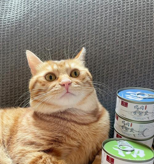 猫咪喝水不吃东西吐水的急救措施（如何在紧急情况下救助你的爱宠）