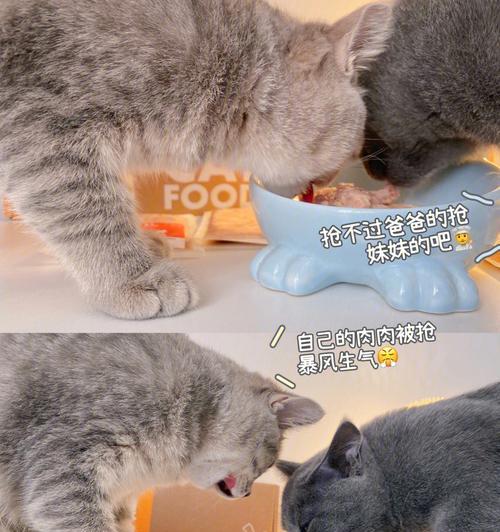 猫咪喝水不吃东西吐水的急救措施（如何在紧急情况下救助你的爱宠）
