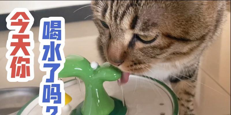 猫咪为什么老是呛到喝水（探究喝水方式与猫咪健康的关系）