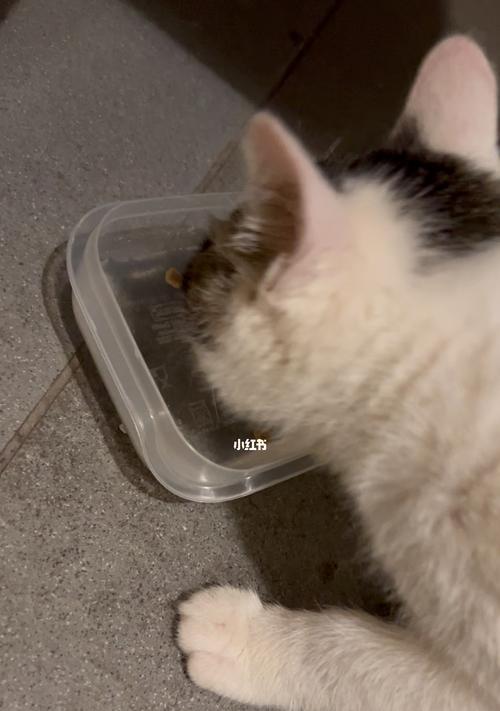 猫咪为什么老是呛到喝水（探究喝水方式与猫咪健康的关系）