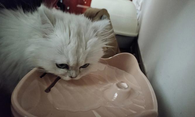 猫咪喝水的重要性（以宠物为主）