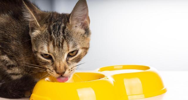 猫咪喝水的重要性（以宠物为主）