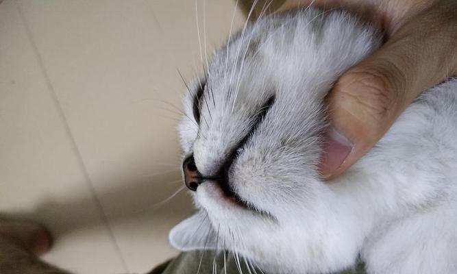 猫咪喝水为什么总会湿下巴（揭秘猫咪喝水的神奇技能与注意事项）