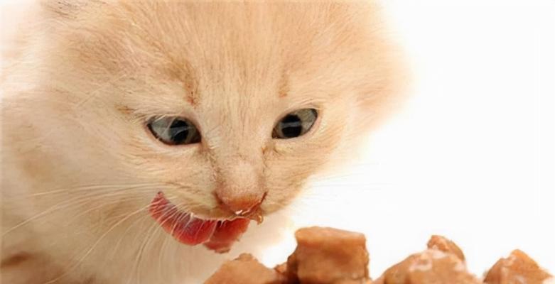 猫咪能喝酸奶吗（以宠物为主）