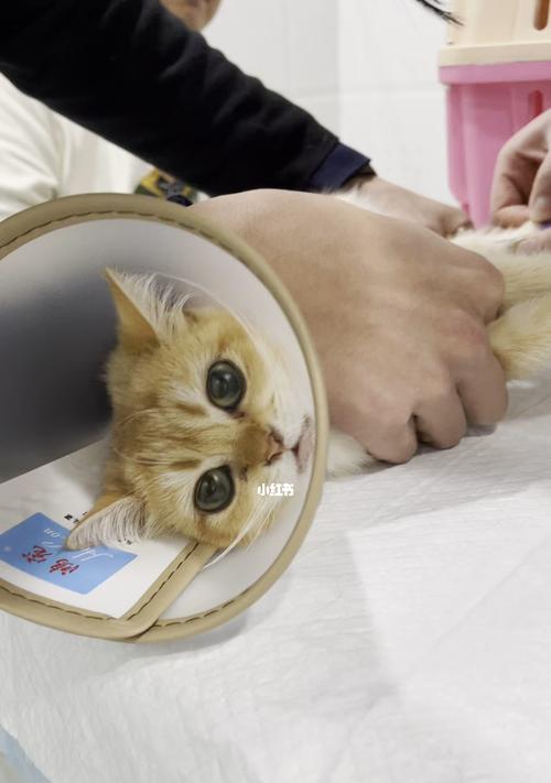 猫咪喝醉了，怎么控制（如何保护你的宠物不受伤害）