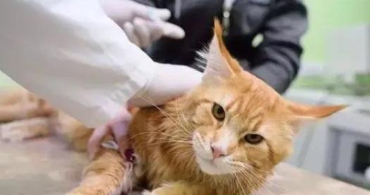 猫咪喝醉了，怎么控制（如何保护你的宠物不受伤害）