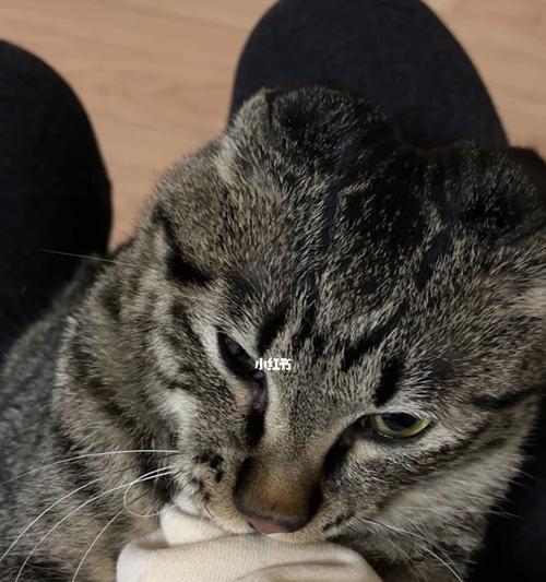 与猫咪亲近的秘诀（以狸花猫为例）