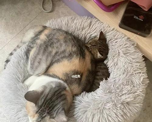 猫咪掉窝的原因分析（宠物猫掉窝的现象及其解决方法）