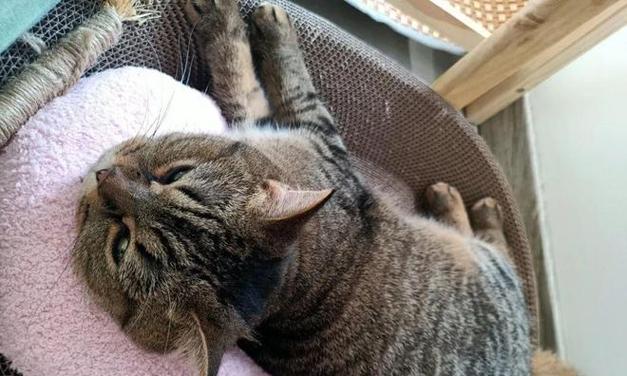 猫咪和乌龟的宠物生活（和谐共处的秘诀和注意事项）