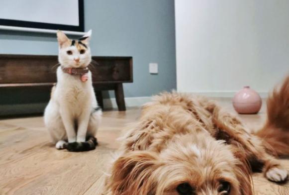 猫咪和乌龟的宠物生活（和谐共处的秘诀和注意事项）