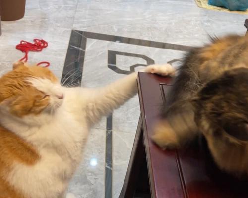 宠物猫和小孩的争斗（如何让宠物猫和小孩和平相处）